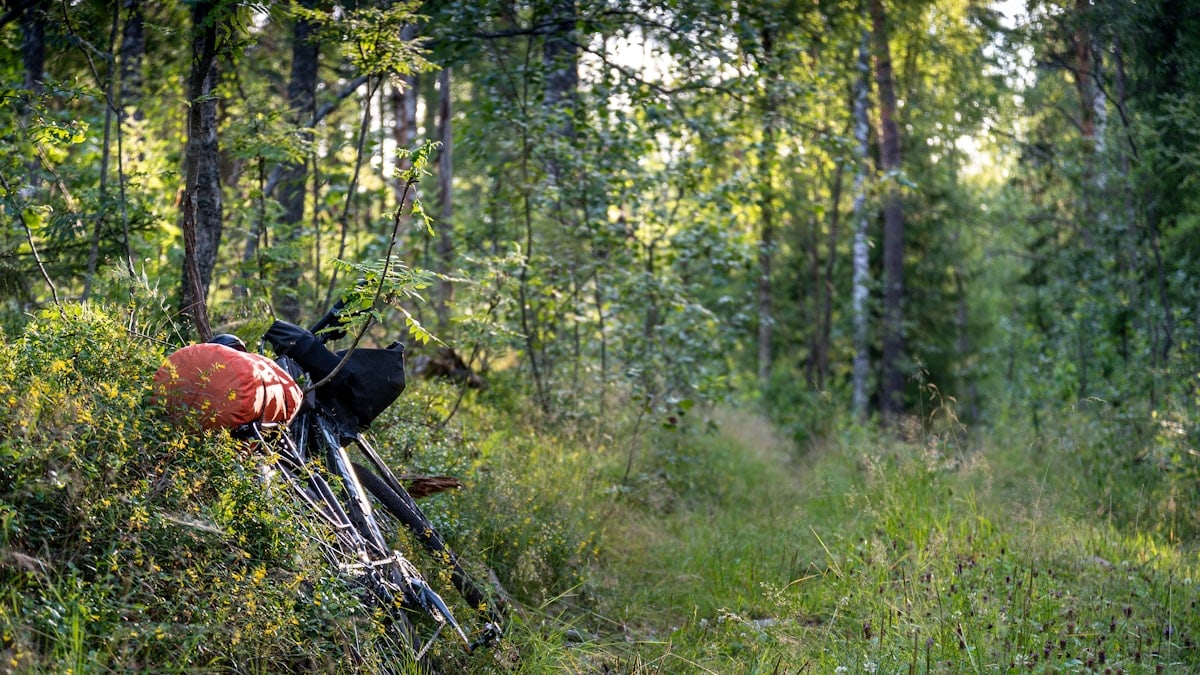 a bike is leaning against a tree in the woods
